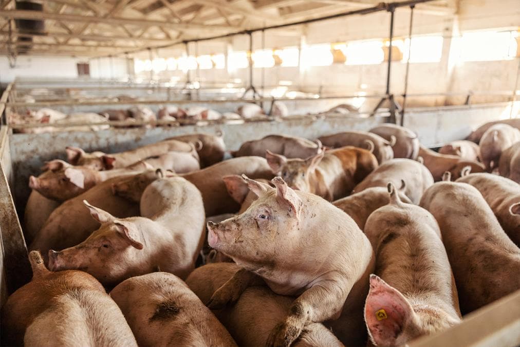 Afrička kuga se nastavlja širiti u Sremu i Mačvi, najveće žarište u Grabovcima